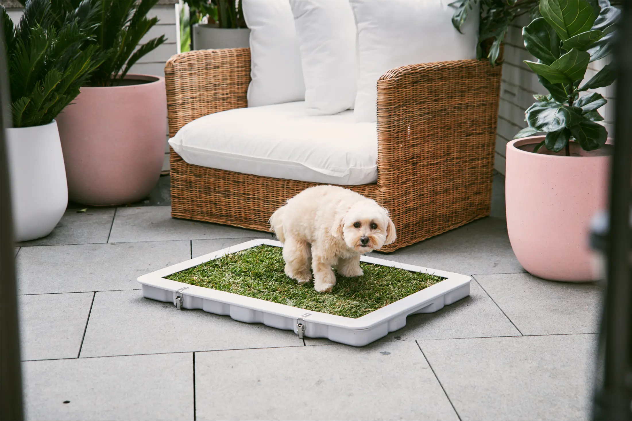 No more smell or germy pee pads