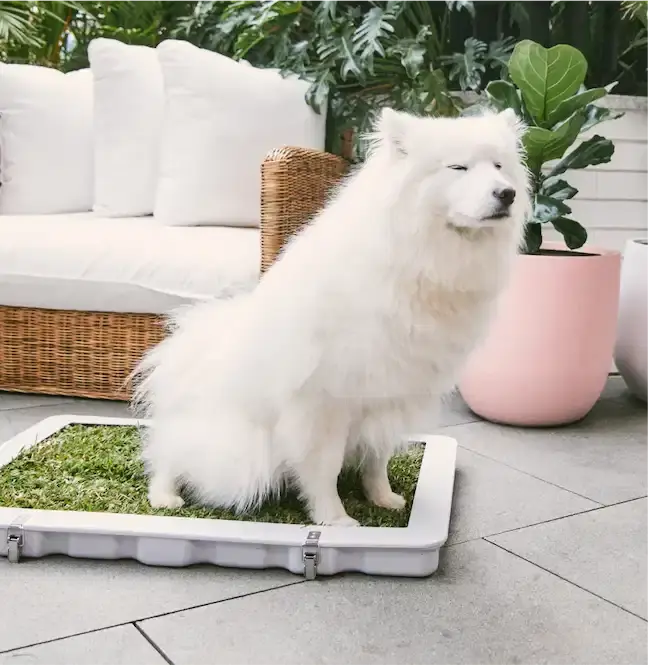 Dog Toilet for indoors, outdoors or your balcony